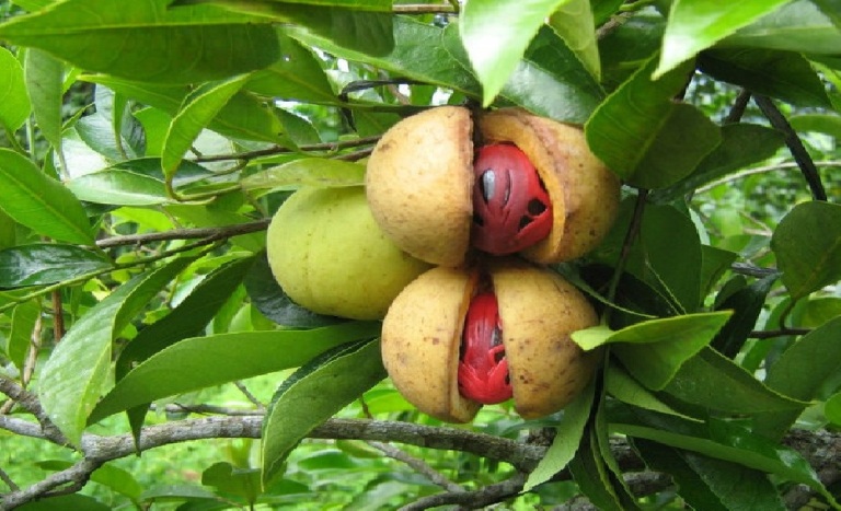 Weekly Seminar on “Potency of Nutmeg Mace as Antioxidant and Its Application in Food Products”