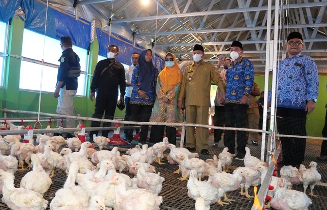 Unkhair Panen Perdana 4.600 Ekor Ayam Potong Broiler System